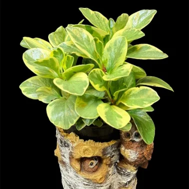 Пеперомия Spp