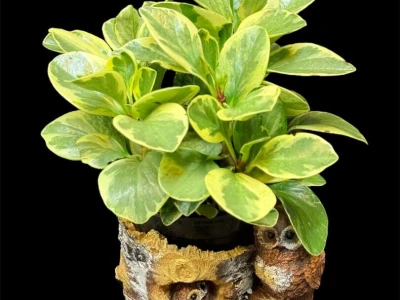 Пеперомия Spp