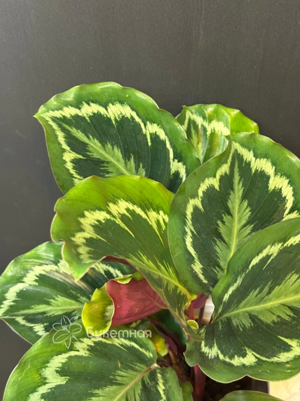 Калатея "Medallion"