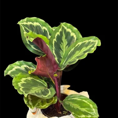 Калатея Medallion