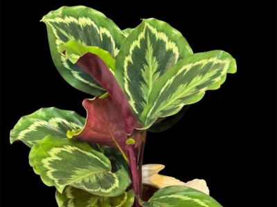 Калатея Medallion