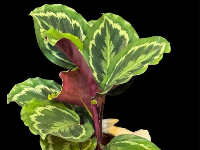 Калатея Medallion