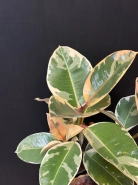 Фикус "Эластика" 1