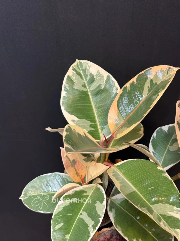 Фикус "Эластика"