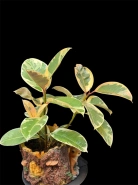 Фикус "Эластика" 0