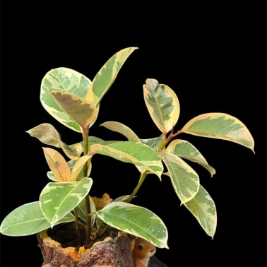 Фикус Эластика