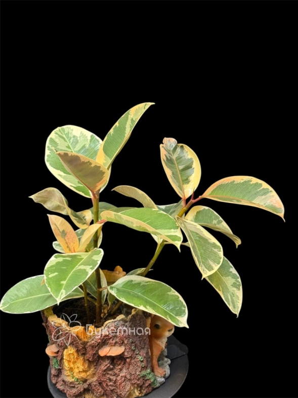 Фикус "Эластика"