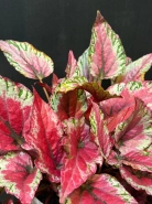 Бегония Red Kiss 1