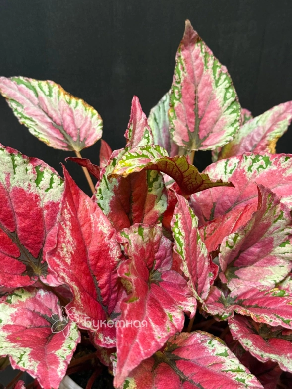 Бегония Red Kiss