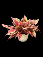 Бегония Red Kiss 0