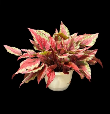 Бегония Red Kiss