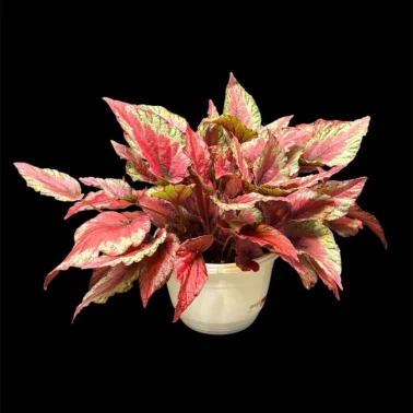 Бегония Red Kiss