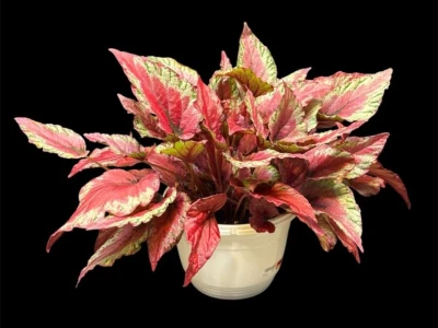 Бегония Red Kiss