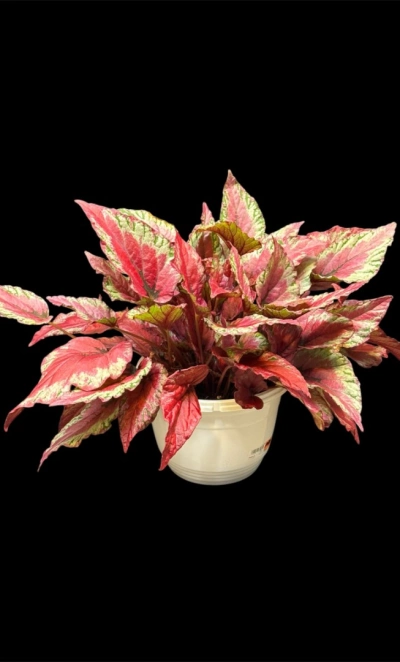 Бегония Red Kiss