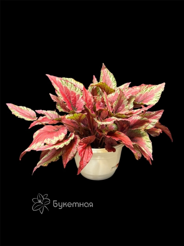 Бегония Red Kiss