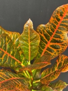 Кодиеум "Excellent" 1