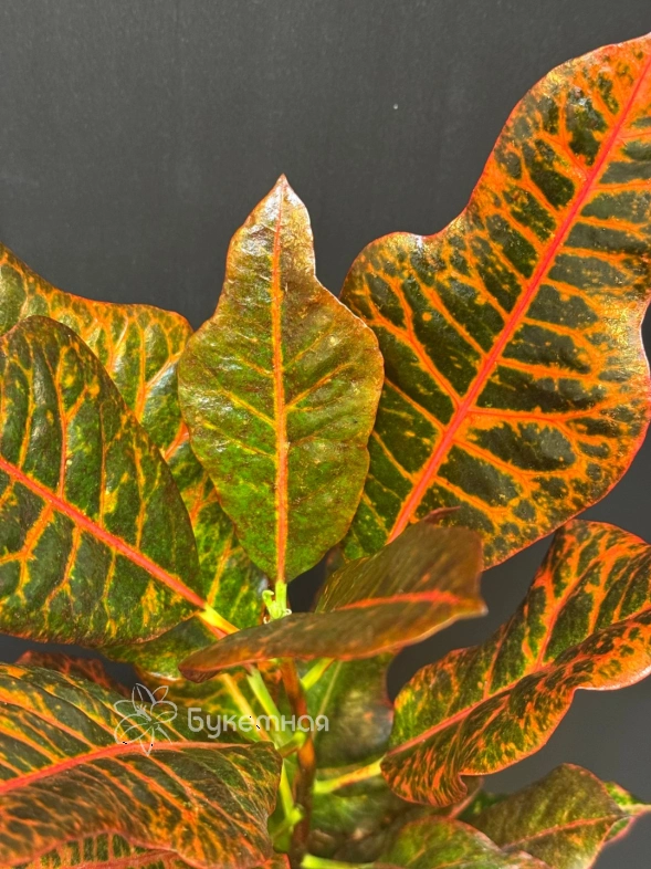 Кодиеум "Excellent"