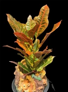 Кодиеум "Excellent" 0