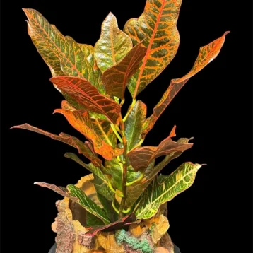 Кодиеум Excellent