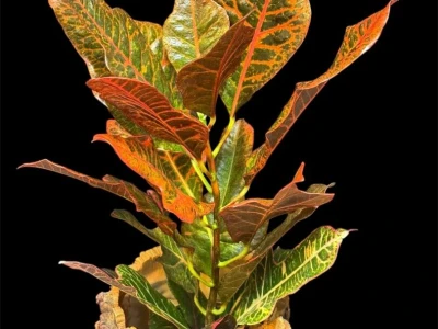 Кодиеум Excellent