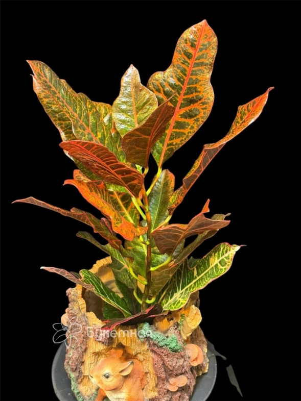 Кодиеум "Excellent"