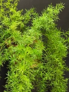 Аспарагус 0