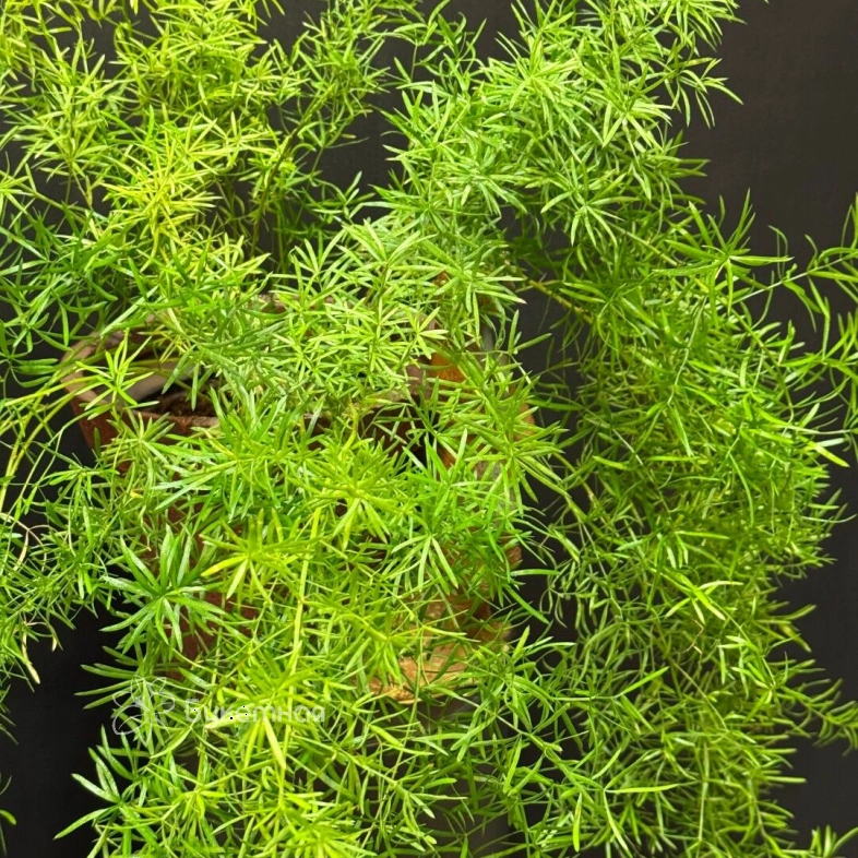 Аспарагус