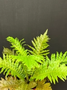 Папоротник "Блехнум" 1