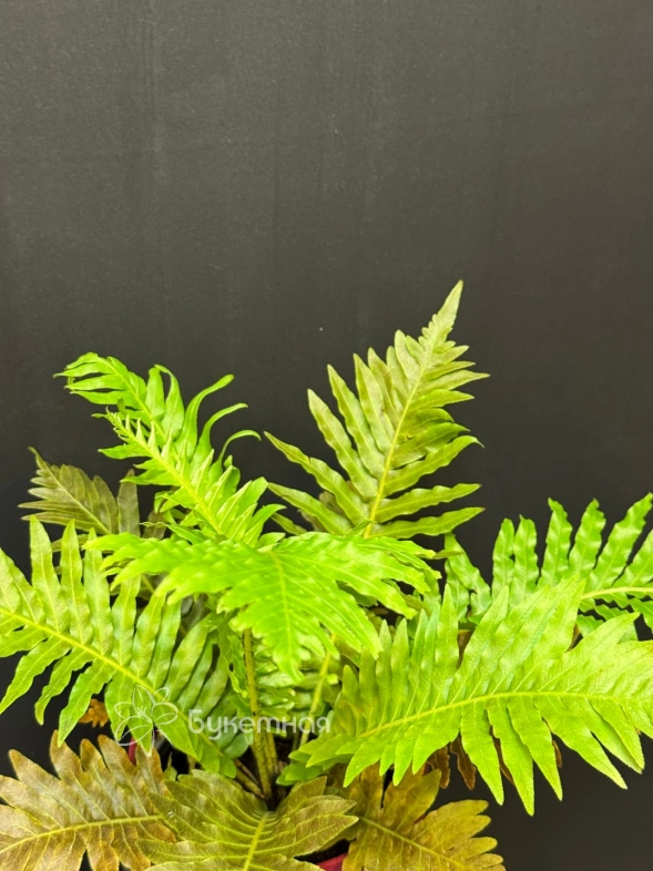 Папоротник "Блехнум"