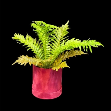 Папоротник Блехнум