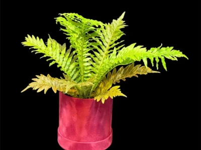 Папоротник Блехнум