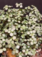 Пилея ползучая 1