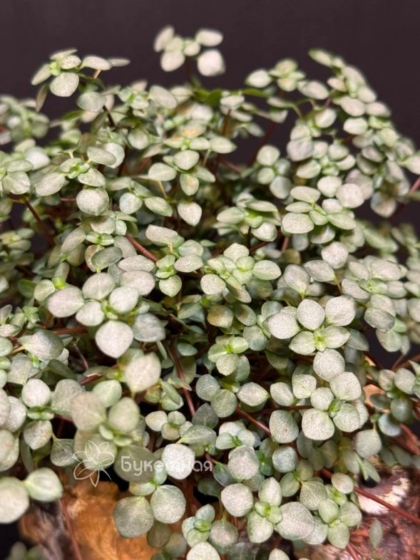 Пилея ползучая