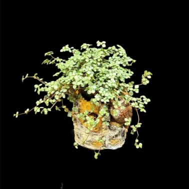 Пилея ползучая