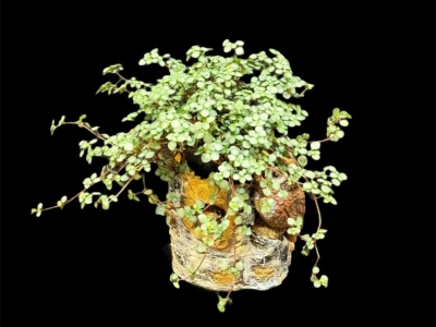 Пилея ползучая