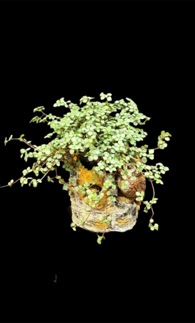 Пилея ползучая