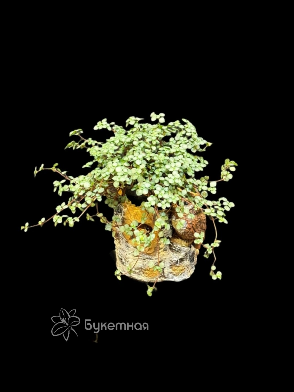 Пилея ползучая