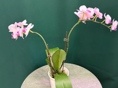 Орхидея «Розовая»