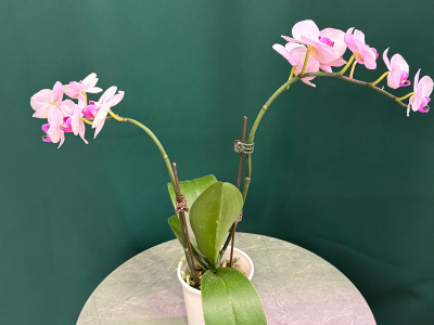 Орхидея «Розовая»