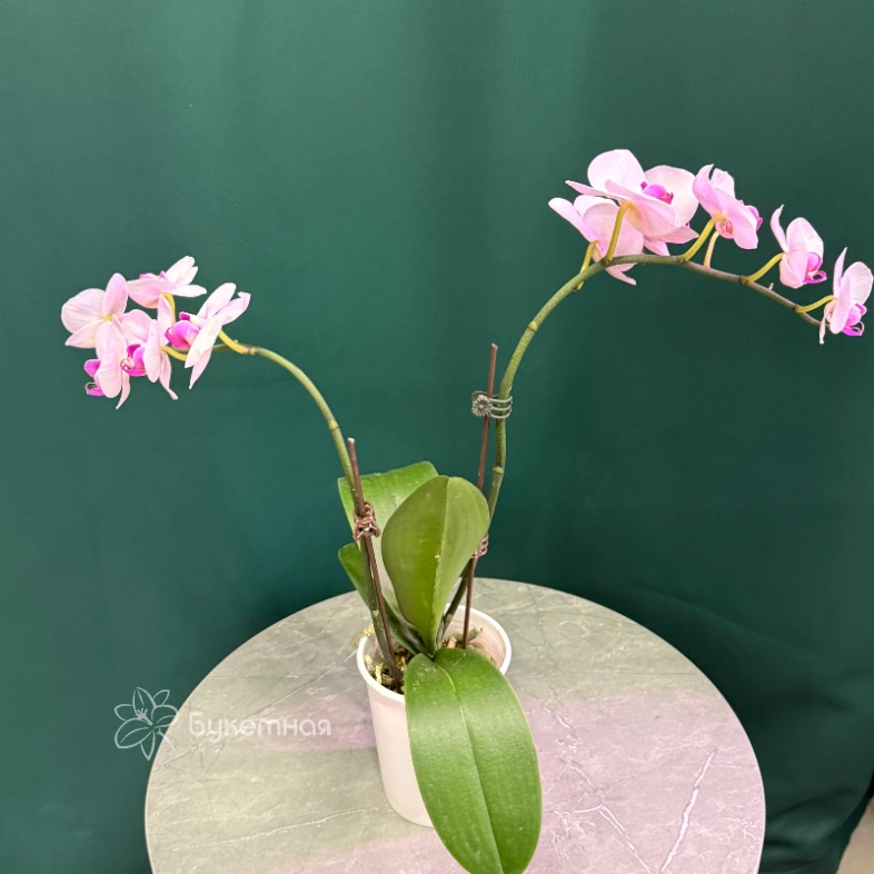 Орхидея &laquo;Розовая&raquo;