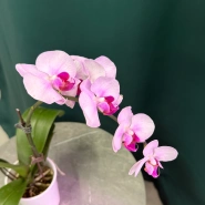 Орхидея &laquo;Розовая&raquo; 2