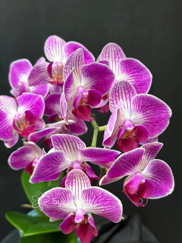 Орхидея мини