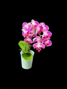 Орхидея мини 0