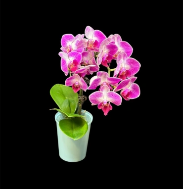 Орхидея мини