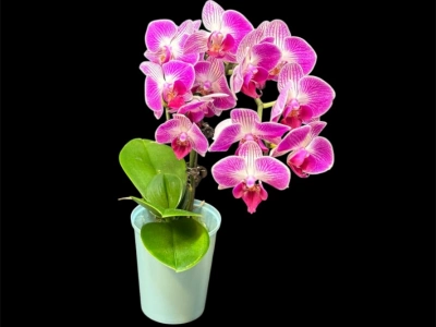 Орхидея мини