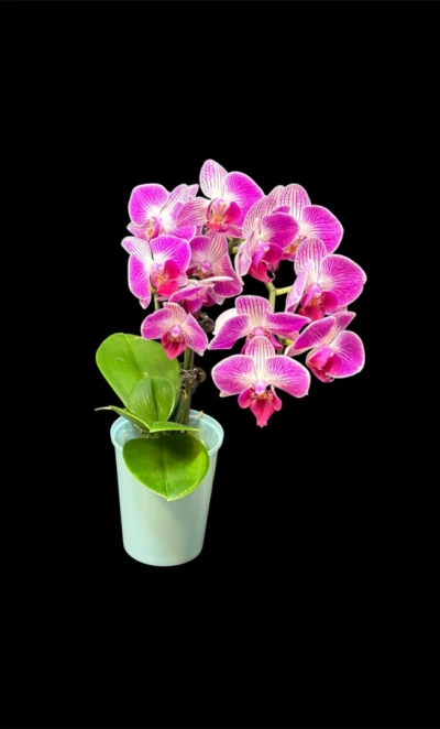 Орхидея мини