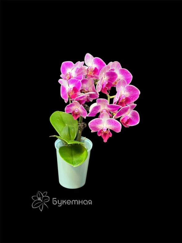 Орхидея мини