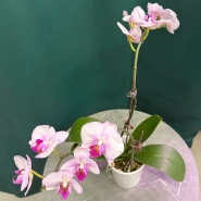 Орхидея &laquo;Розовая&raquo; 1