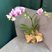 Фаленопсис &laquo; Светло - розовая&raquo; 0