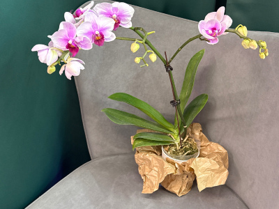 Фаленопсис « Светло - розовая»